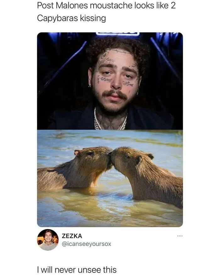 50 Chucklesome Memes That Make The Perfect Blend Of Animals And Comedy