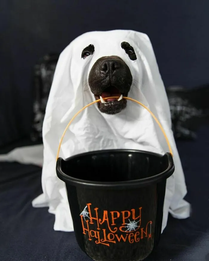 Dog dressed in ghost pet Halloween costume holding a black bucket with Happy Halloween text in its mouth.