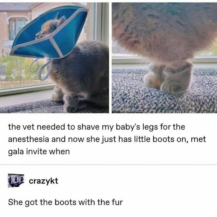 50 Chucklesome Memes That Make The Perfect Blend Of Animals And Comedy