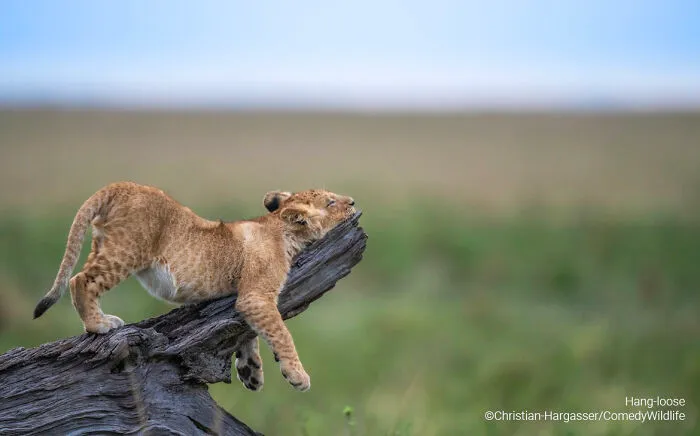 "Hang Loose" By Christian Hargasser