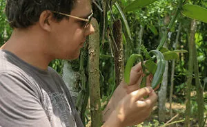 Analysis Of The Vanilla Market Recovery Strategy