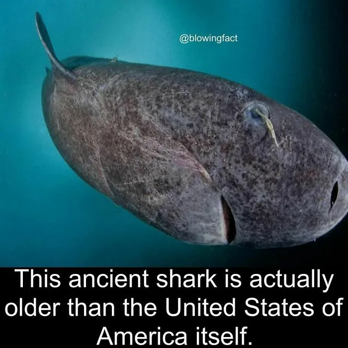 50 Of The Most Fascinating Facts Shared On The “Blowing Fact” Instagram Page (New Pics)