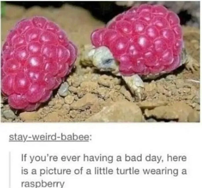 50 Chucklesome Memes That Make The Perfect Blend Of Animals And Comedy