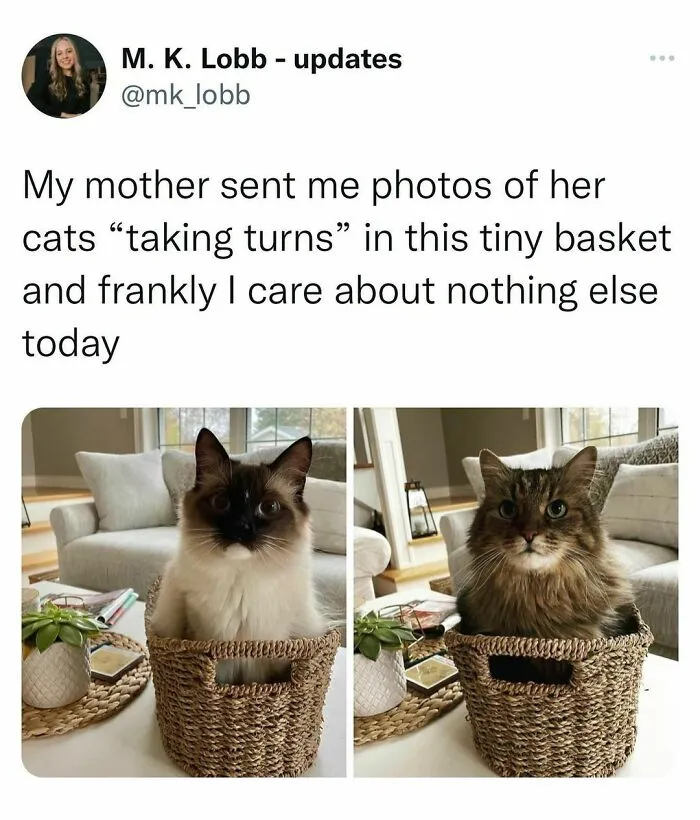50 Of The Best Memes, As Shared On "Beige Cardigan" Account