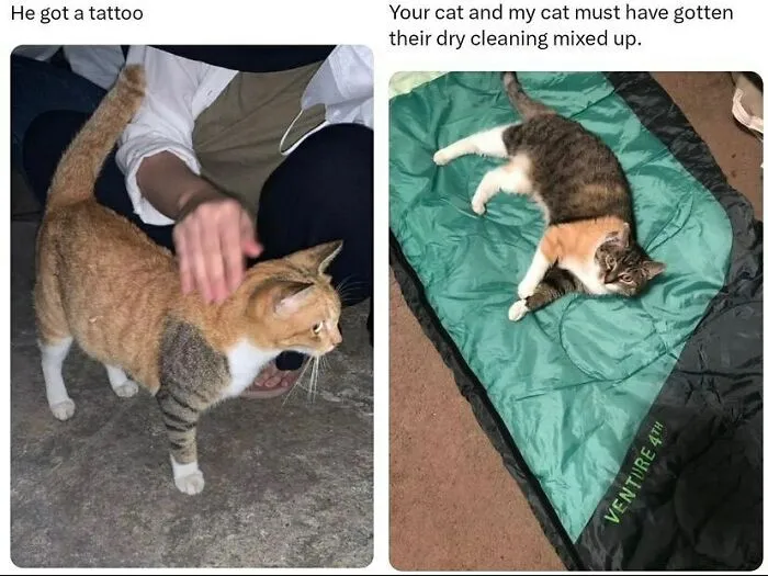 50 Chucklesome Memes That Make The Perfect Blend Of Animals And Comedy