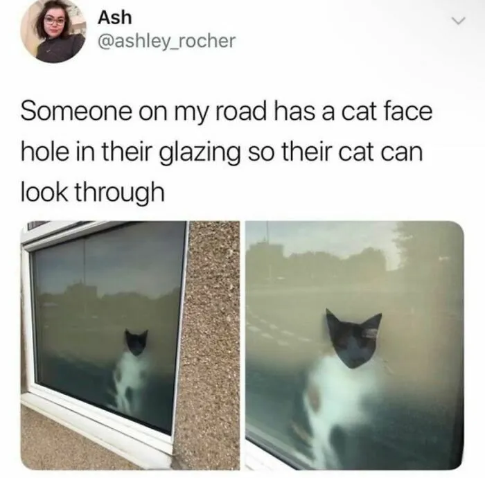 50 Chucklesome Memes That Make The Perfect Blend Of Animals And Comedy
