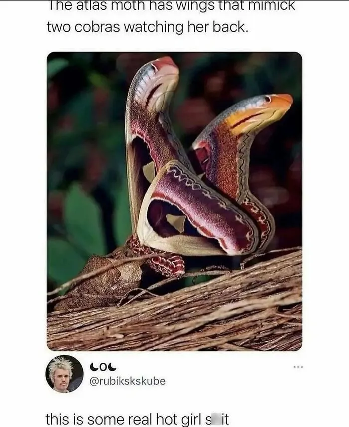 50 Chucklesome Memes That Make The Perfect Blend Of Animals And Comedy