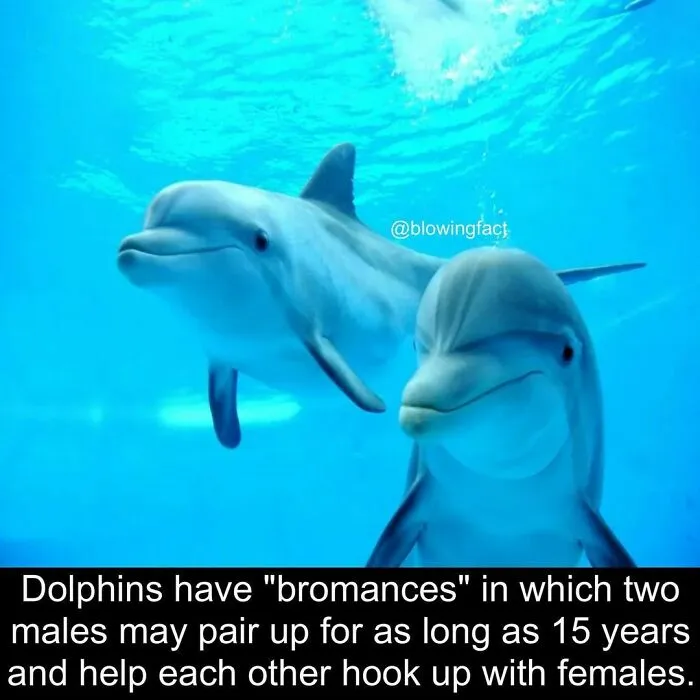 50 Of The Most Fascinating Facts Shared On The “Blowing Fact” Instagram Page (New Pics)