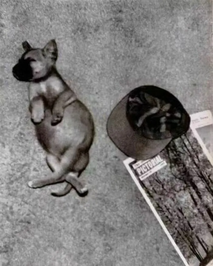 Cheri, cachorro gran ganés, dormido tras zamparse más de 2 kilos de jamón que estaban en la encimera de la cocina, 1953