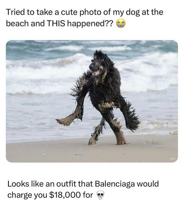 50 Chucklesome Memes That Make The Perfect Blend Of Animals And Comedy