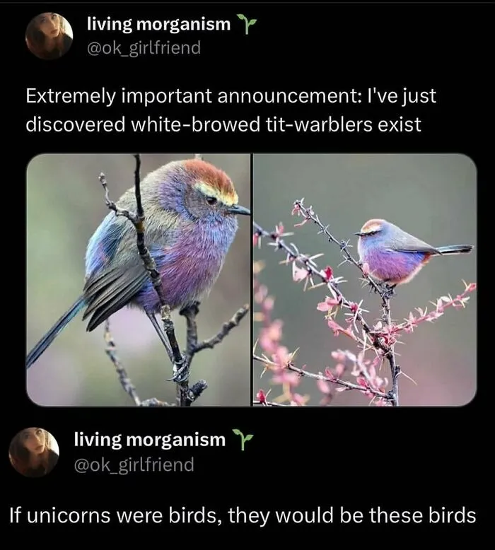 50 Chucklesome Memes That Make The Perfect Blend Of Animals And Comedy