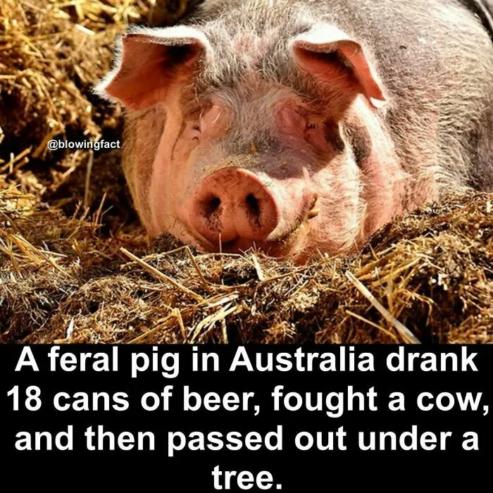 50 Of The Most Fascinating Facts Shared On The “Blowing Fact” Instagram Page (New Pics)