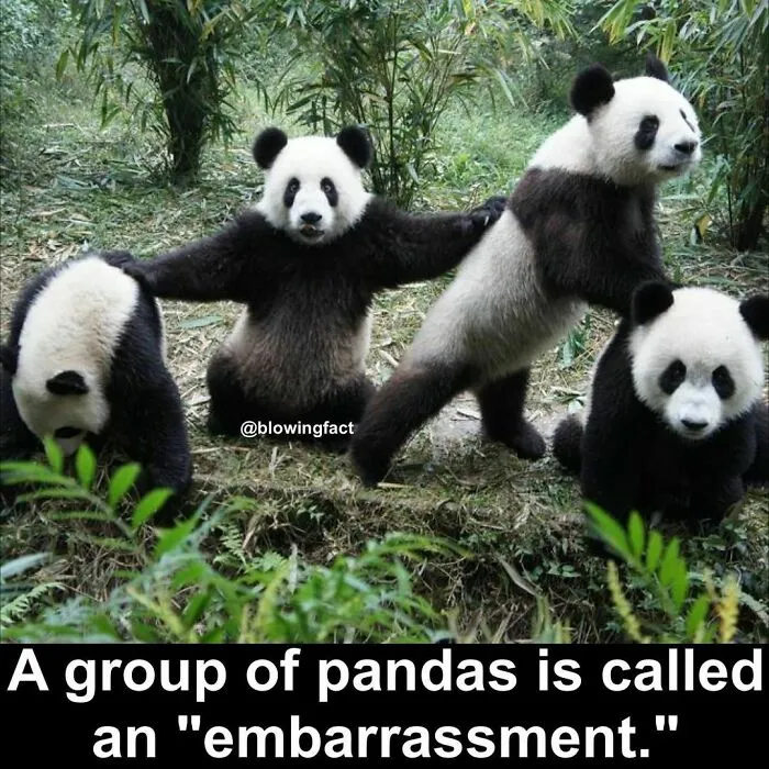 50 Of The Most Fascinating Facts Shared On The “Blowing Fact” Instagram Page (New Pics)