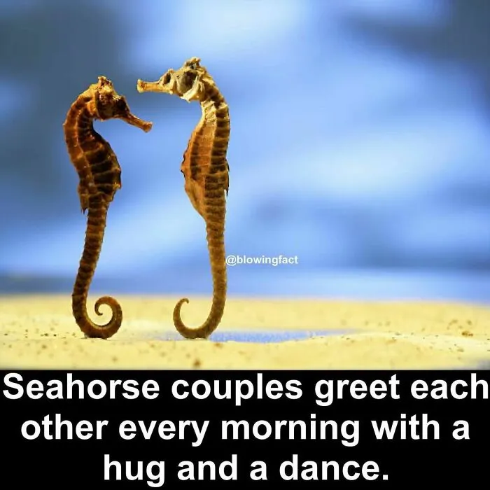 50 Of The Most Fascinating Facts Shared On The “Blowing Fact” Instagram Page (New Pics)