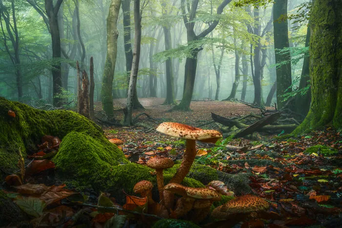 A Woodland’s Tale