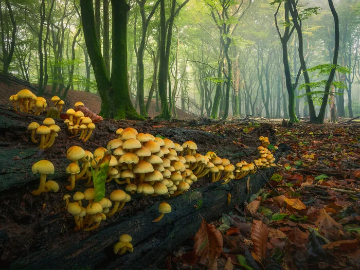 Row Of Shrooms