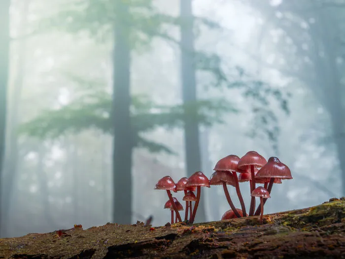 The Gathering