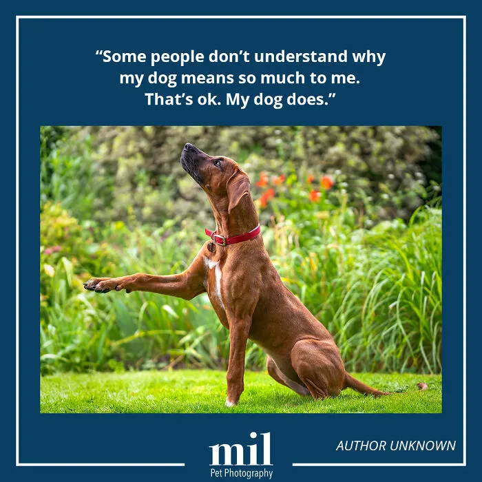 "Some People Don't Understand Why My Dog Means So Much To Me. That's Ok. My Dog Does"