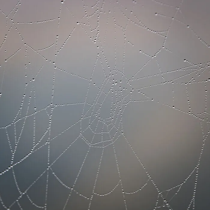 Spider Web Before Sunrise