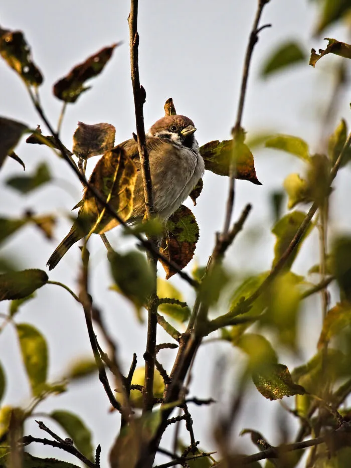 Sparrow