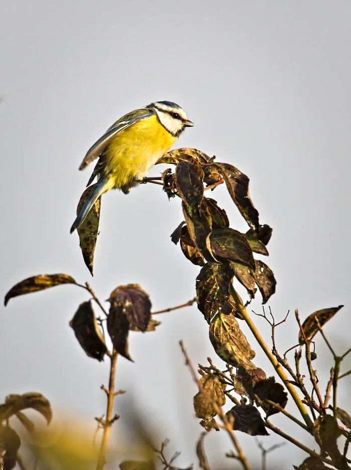 Blue Tit