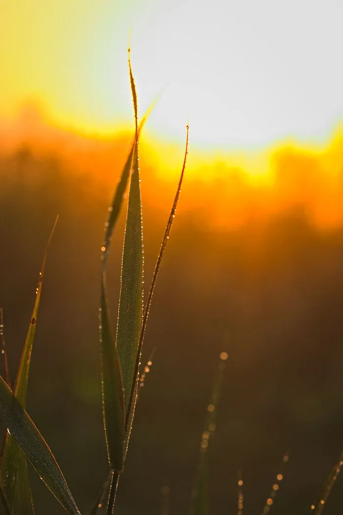 First Rays