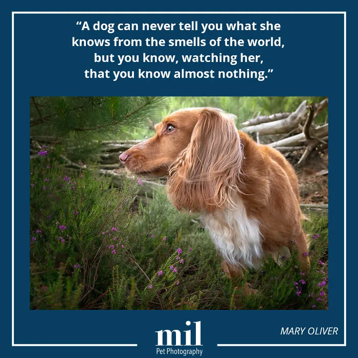 Mary Oliver - "A Dog Can Never Tell You What She Knows From The Smells Of The World, But You Know, Watching Her, That You Know Almost Nothing"
