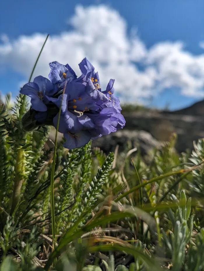 Colorado Mountain