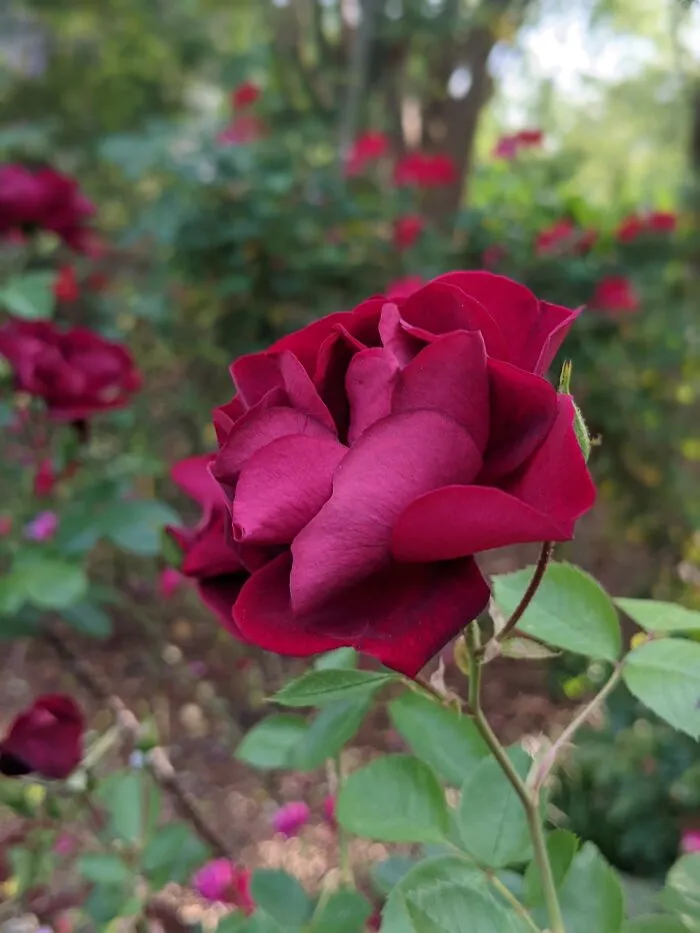 Georgia Rose Garden