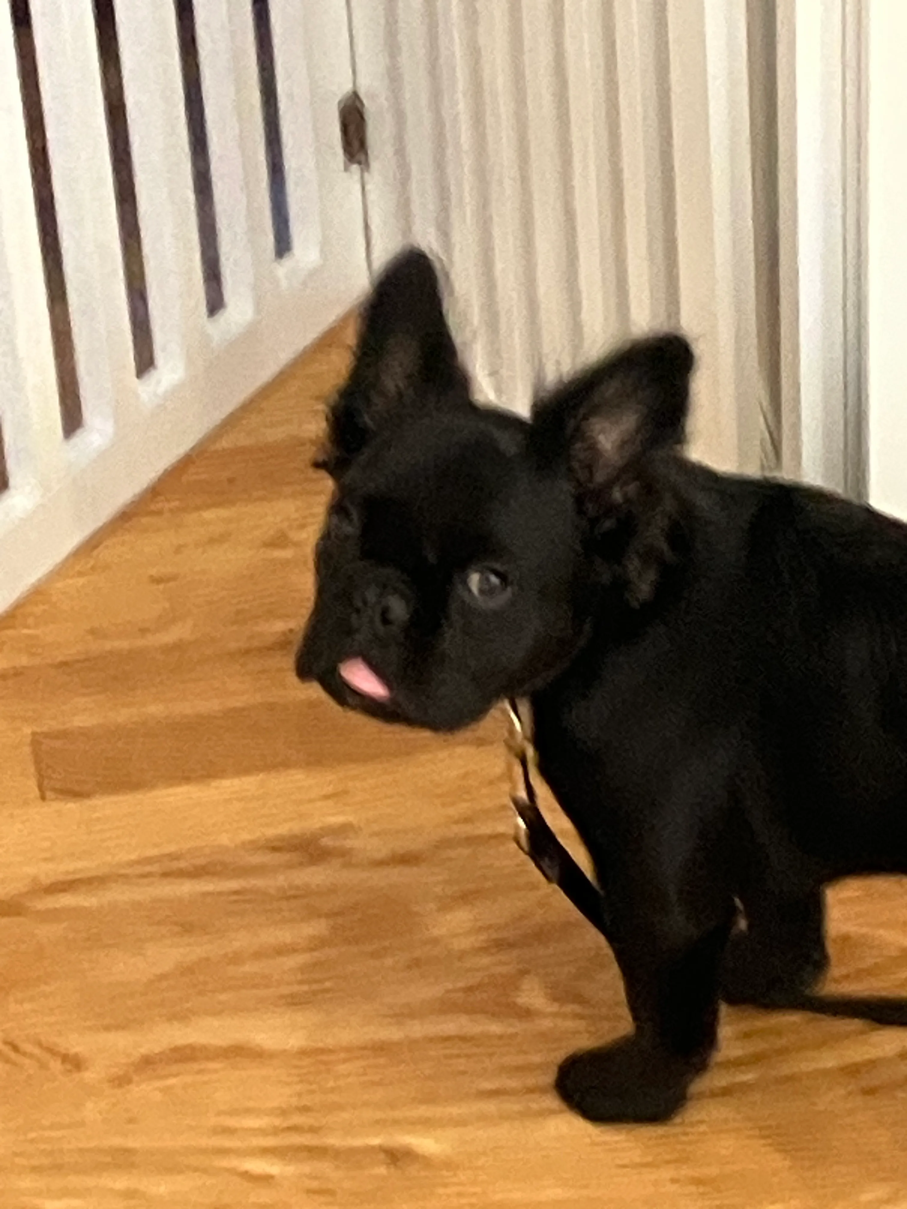 Hey Pandas, Post Your Best Blep Photo Of Your Pet
