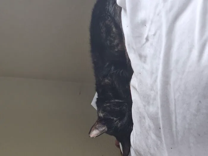 Here We See A Sophia In Her Natural Habitat. My Pillow