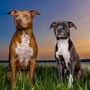 Double Dog Photography