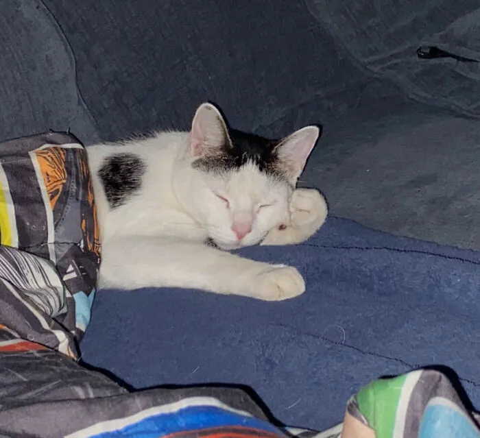 This Is My Cat Tater-Tot