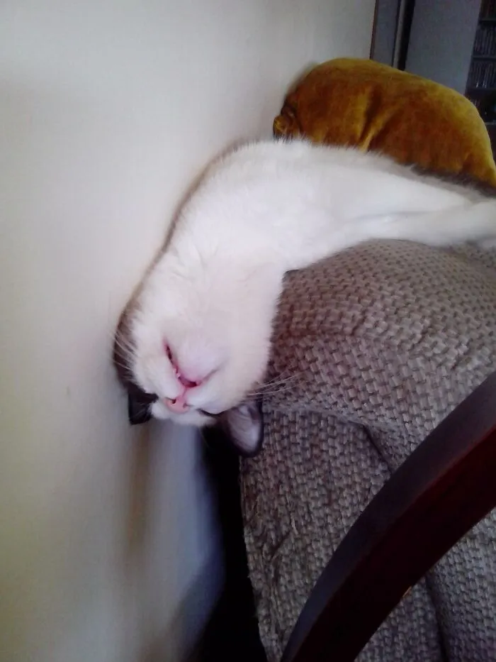 Catnip Is A Harsh Mistress