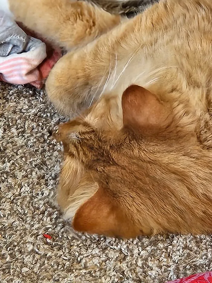 Here We See A Jerry Von Floofybottoms The 3rd Sleeping *his Real Name Is Jerry But He Had So Many Nicknames*