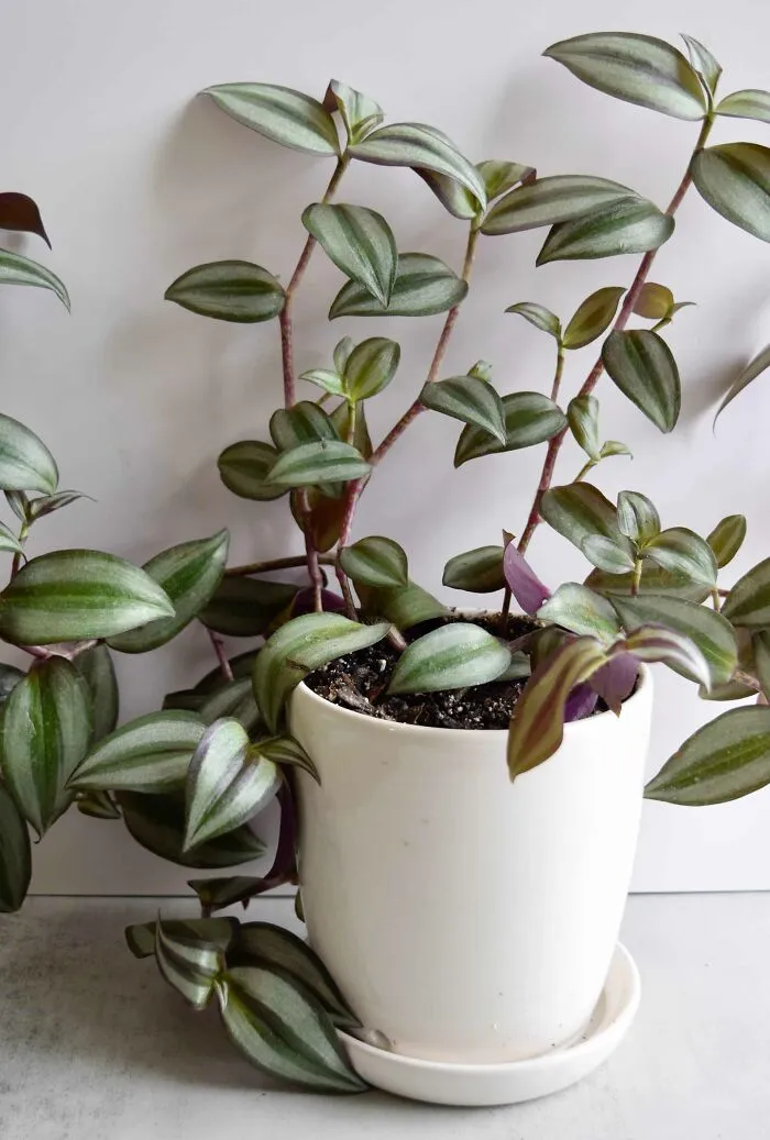 The Silver Inch Indoor Plant