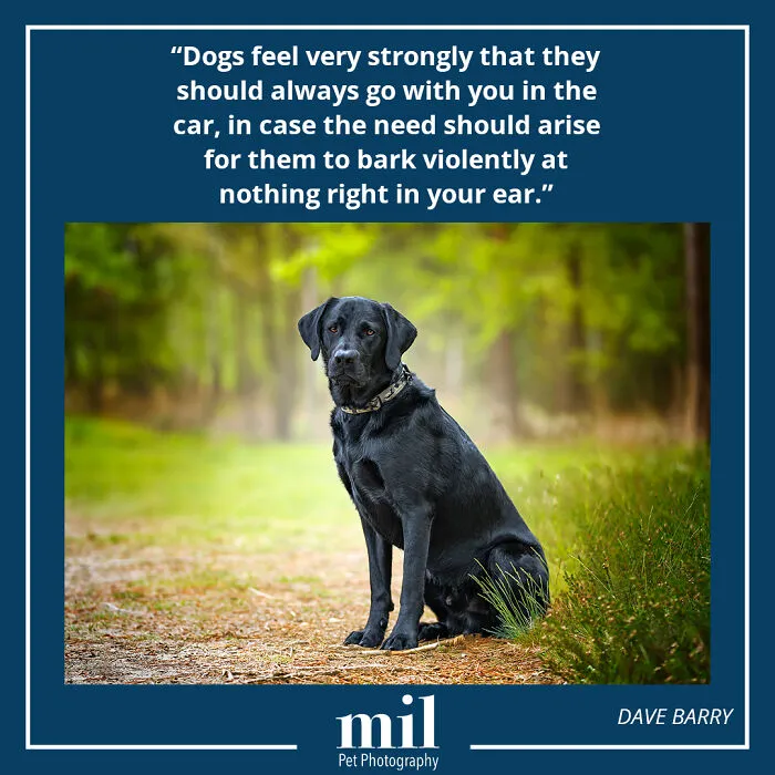 Dave Barry - "Dogs Feel Very Strongly That They Should Always Go With You In The Car, In Case The Need Should Arise For Them To Bark Violently At Nothing Right In Your Ear"