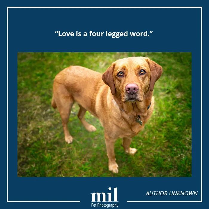 "Love Is A Four-Legged Word"