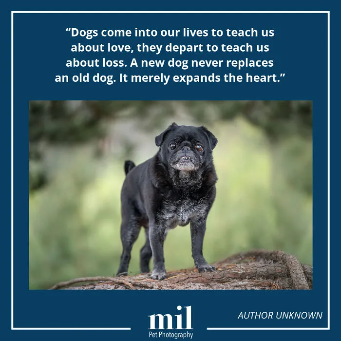 "Dogs Come Into Our Lives To Teach Us About Love, They Depart To Teach Us About Loss. A New Dog Never Replaces An Old Dog. It Merely Expands The Heart"