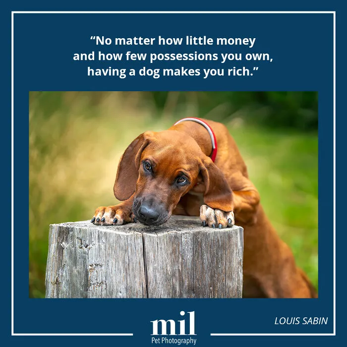 Louis Sabin - "No Matter How Little Money And How Few Possessions You Own, Having A Dog Makes You Rich"