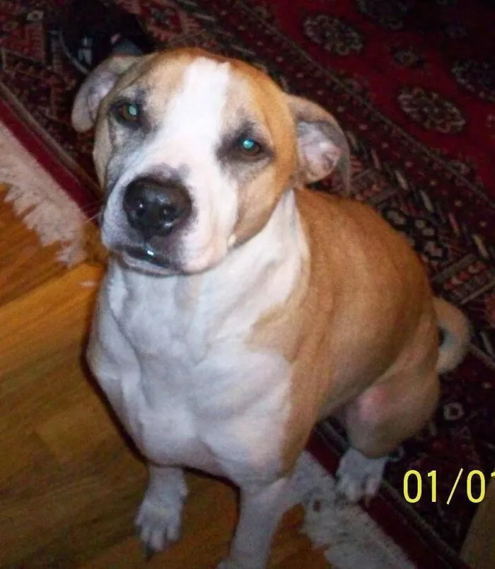 Ziggy, My Adopted Beagle Girl, Almost 15 Years Old Now. Best $150 I Spent 13 Years Ago. I Didn't Know I Needed Her. But She Knew. Jazzy, Big Black Furry Girl, Was "Surrenderd" To Us From A Family Member. It Was A Vet Visit, But Well Worth The Cost. Kirby, Tan And White Boxer Mix, Adopted Us For $50 From A Local Shelter. He Was My Heart Dog. Rip Kirby And Jazzy