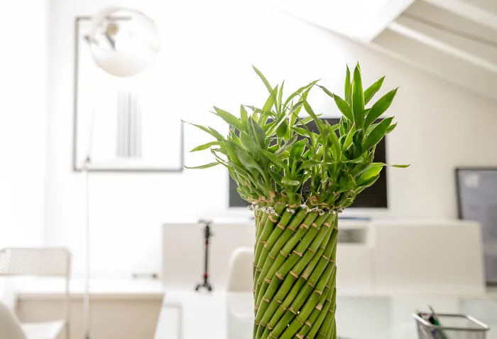 Lucky Bamboo Houseplant