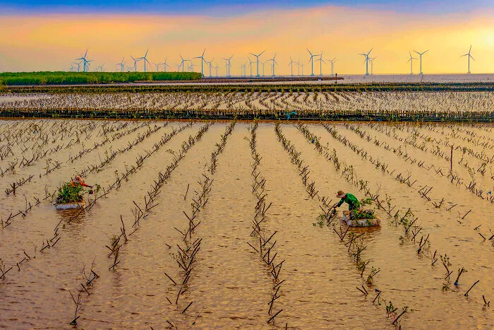 Mangroves & People, Highly Commented: Planting Mangrove Forests By Kim Cuong Nguyen Trang, Vietnam