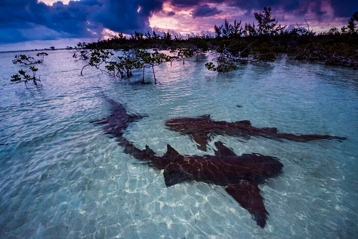 Mangroves & Landscape, Highly Commended: Courtship By Shane Gross, The Bahamas
