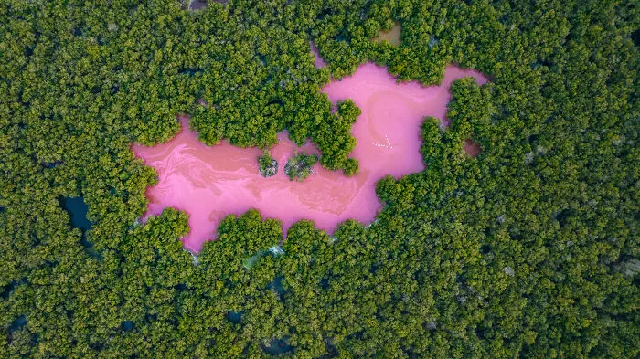 Mangroves & Landscape Runner Up: Pink Mangrove Lagoon By Felipe Santander, Colombia