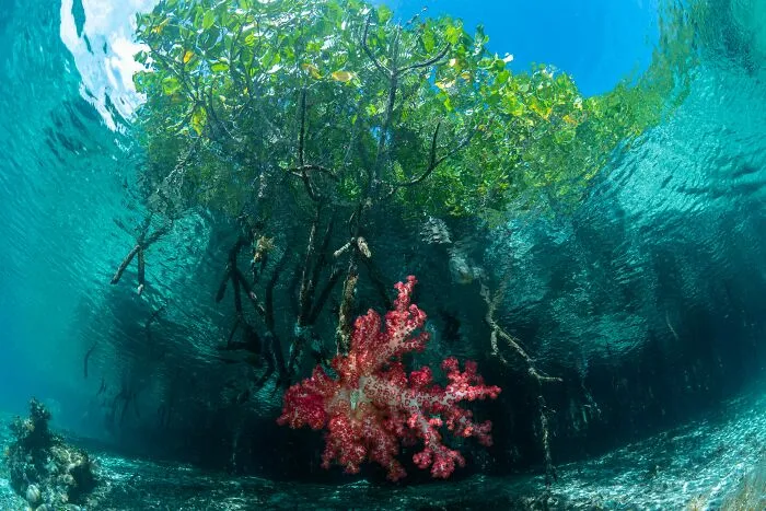 Mangroves & Underwater, Highly Commended: Attachment By Puttarat Horwang, Indonesia