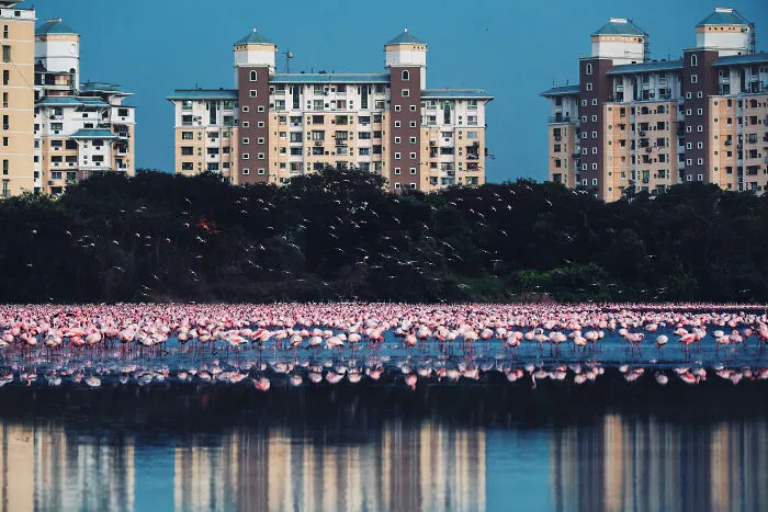 Mangroves & Threats, Highly Commended: The Window View - A Coexistence By Sreekumar Krishnan, India