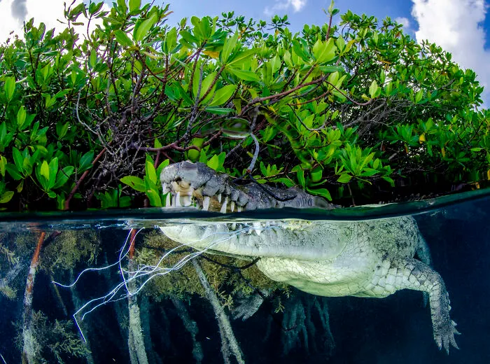 Mangroves & Threats, Highly Commended: Wild & Free By Yordanis Méndez Segura, Cuba