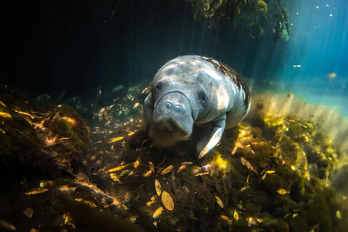 Mangroves & Underwater, Highly Commended: Face-To-Face By Valentina Cucchiara, Mexico