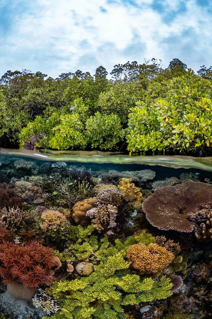 Mangroves & Underwater Runner Up: Forest Meets Reef By Brooke Pyke, Indonesia